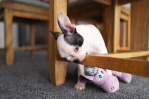 Protecting Solid Wood Furniture From Dogs
